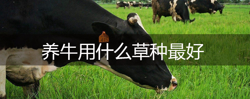 養(yǎng)牛用什么草種最好