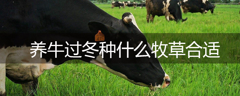 養(yǎng)牛過冬種什么牧草合適