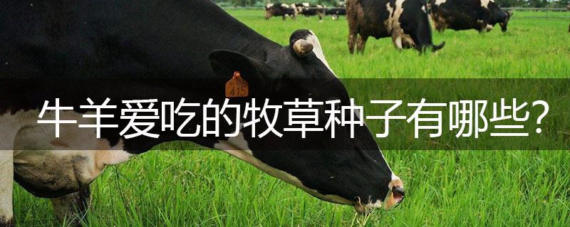 牛羊愛吃的牧草種子有哪些？