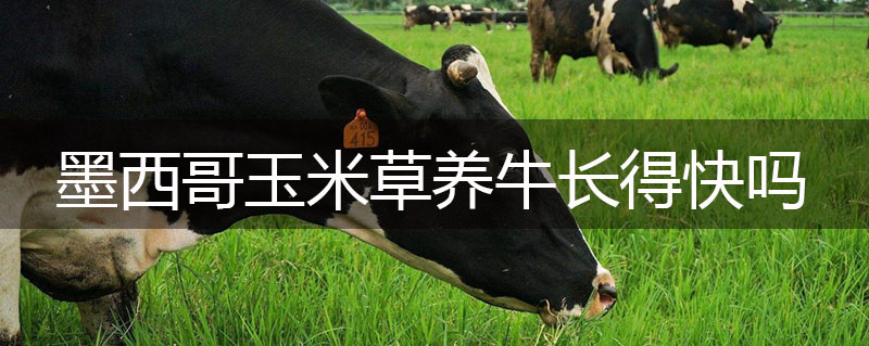 墨西哥玉米草養(yǎng)牛長(zhǎng)得快嗎