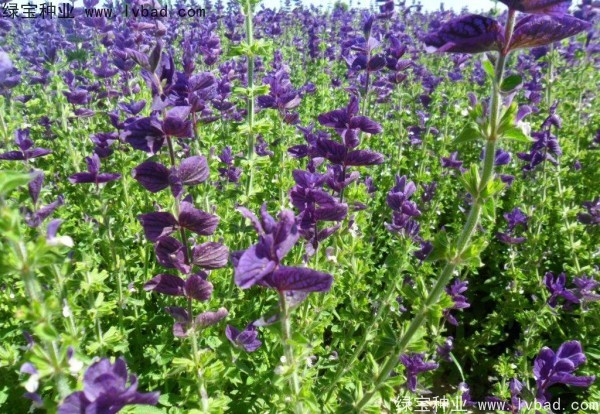 藍(lán)花鼠尾草圖片