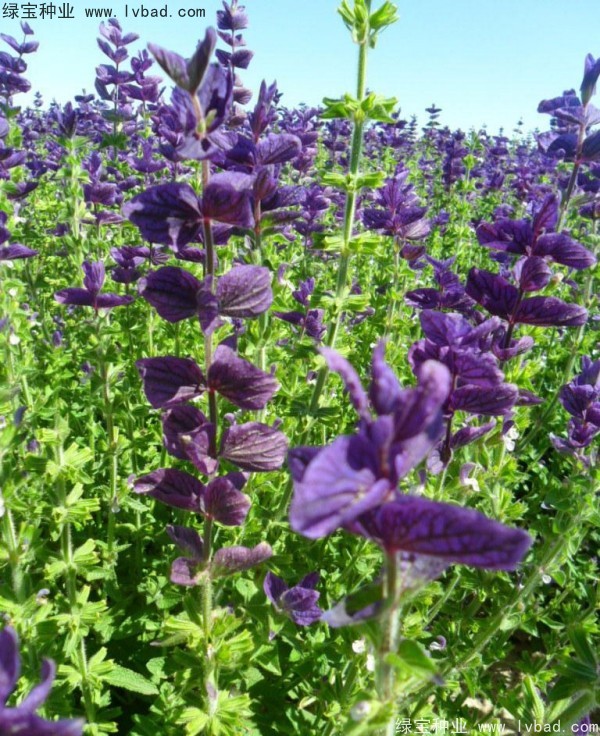 藍(lán)花鼠尾草圖片