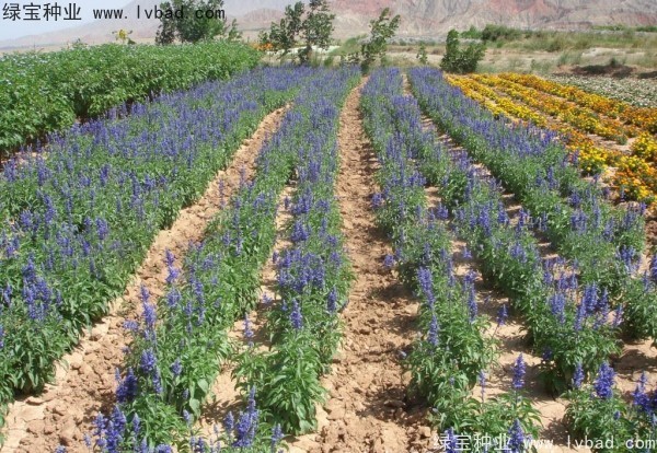 藍(lán)花鼠尾草圖片