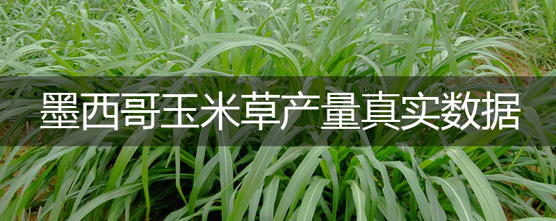 墨西哥玉米草產(chǎn)量真實(shí)數(shù)據(jù)是多少