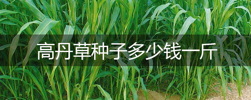 高丹草種子多少錢(qián)一斤