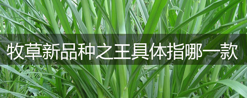 牧草新品種之王具體指哪一款？