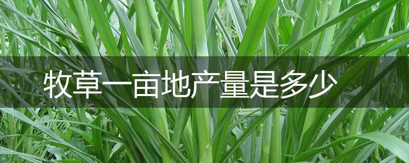 牧草一畝地產(chǎn)量是多少