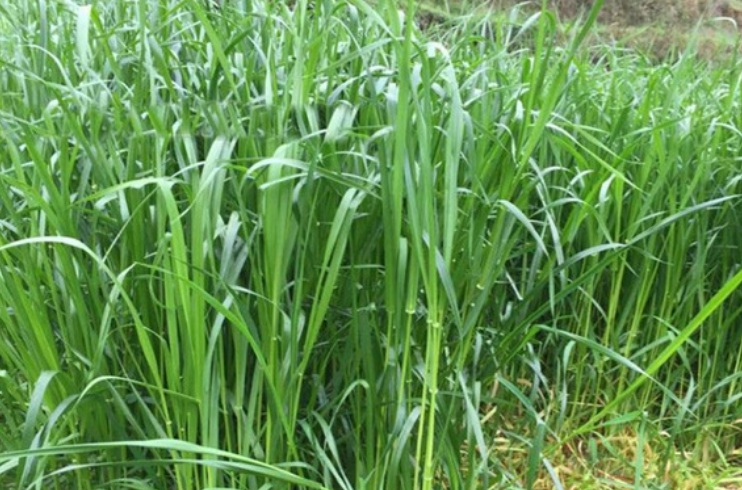 黑麥3.jpg