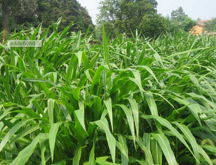 玉米草2.jpg