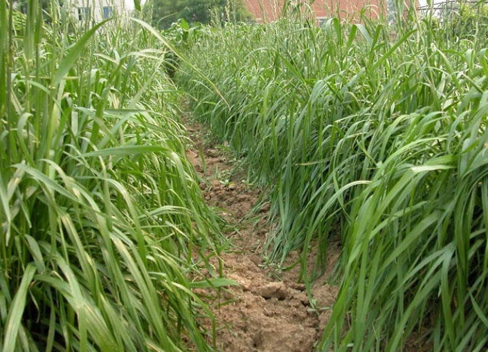 玉米草3.jpg