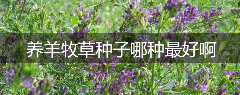 養(yǎng)羊牧草種子哪種最好啊