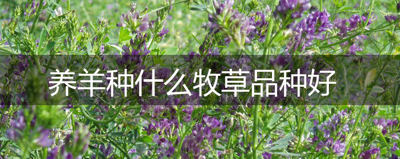 養(yǎng)羊種什么牧草品種好
