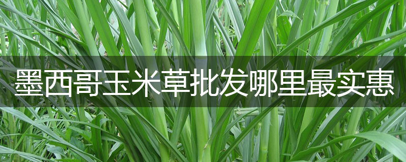 墨西哥玉米草批發(fā)哪里最實惠