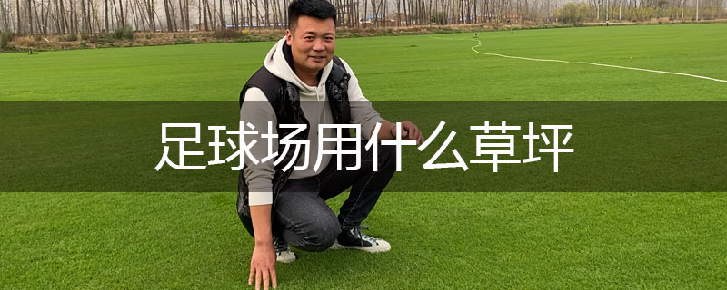 足球場(chǎng)用什么草坪 足球場(chǎng)用什么草坪