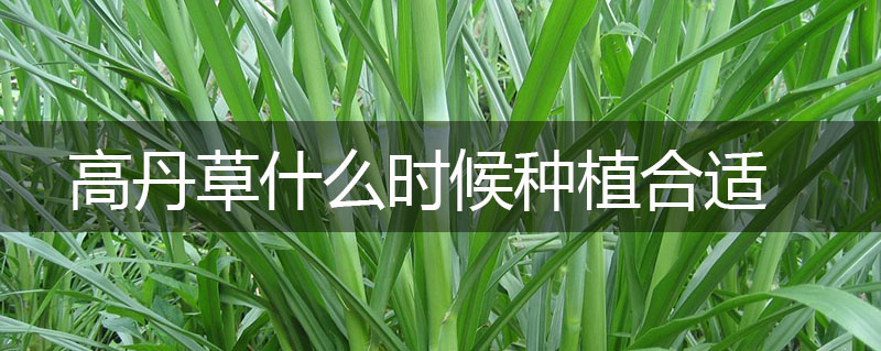 高丹草什么時候種植合適