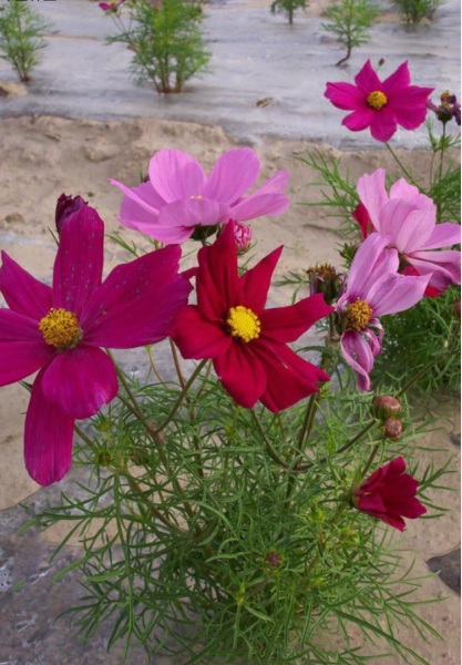 格桑花1.PNG