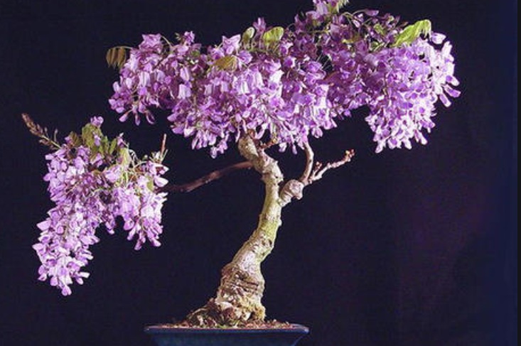 紫藤花2.jpg