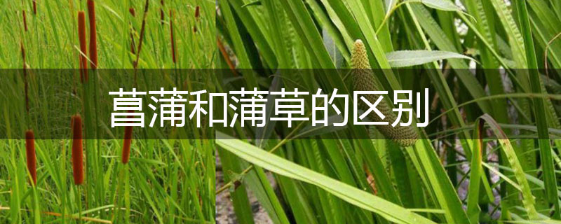菖蒲和蒲草的區(qū)別 菖蒲和蒲草的區(qū)別