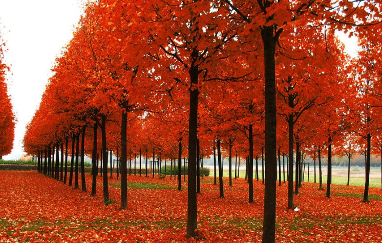 紅楓1.jpg