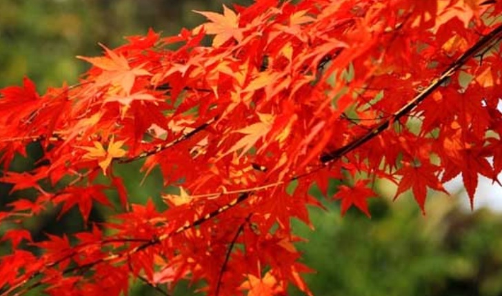 紅楓2.jpg