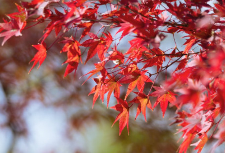 紅楓3.jpg