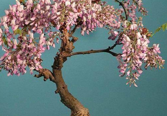 紫藤花1.jpg