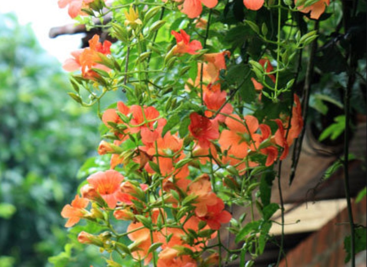 凌霄花3.jpg