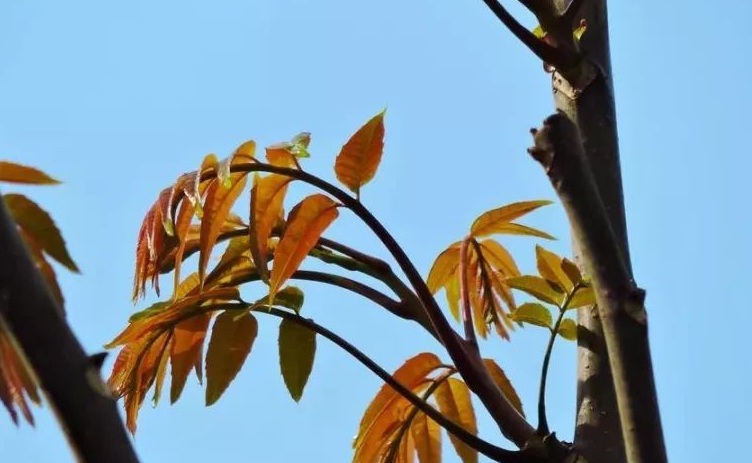 香椿樹1.jpg