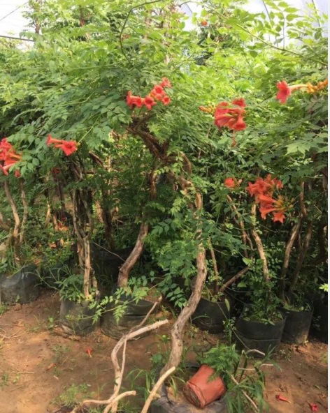 凌霄花2.PNG