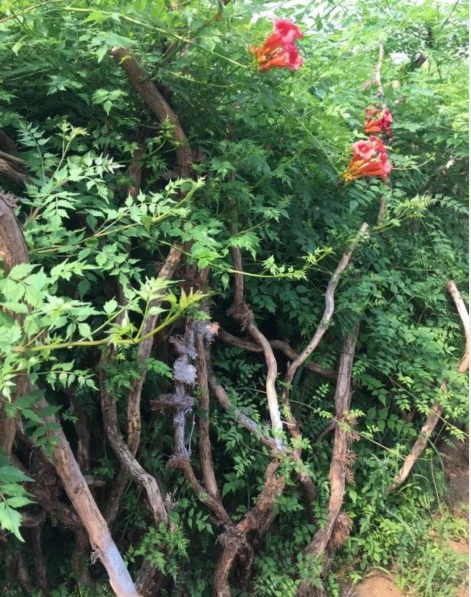 凌霄花3.PNG
