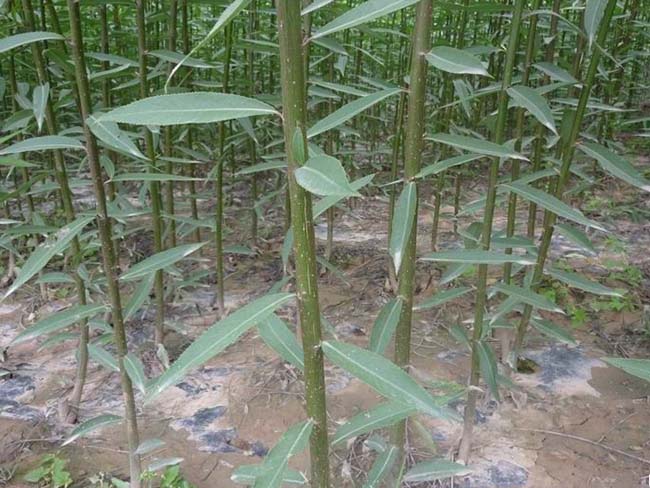 柳樹圖片