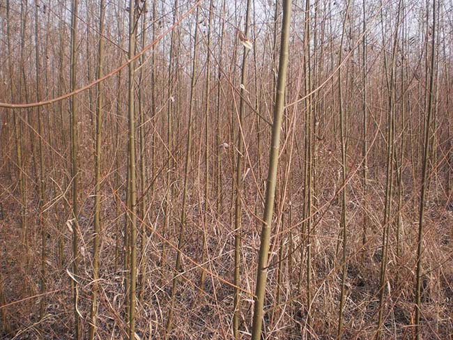 柳樹圖片苗圃種植基地