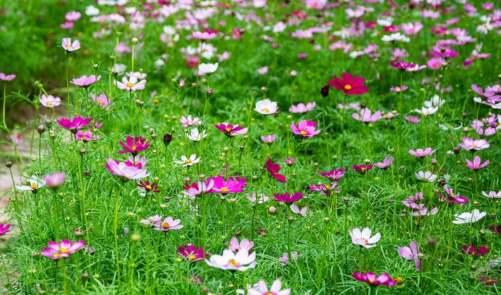 波斯菊1.jpg