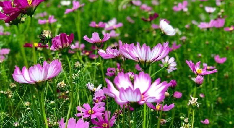 波斯菊3.jpg