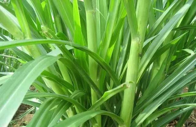 皇竹草養(yǎng)豬、喂雞可降低成本增加收入，栽培方法！