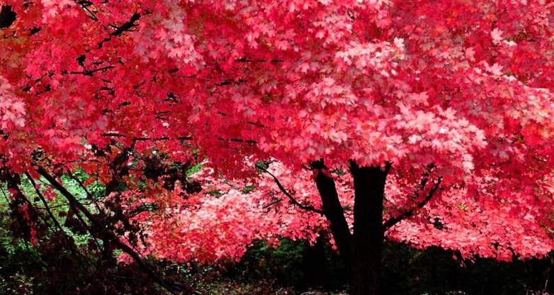 紅楓111.jpg