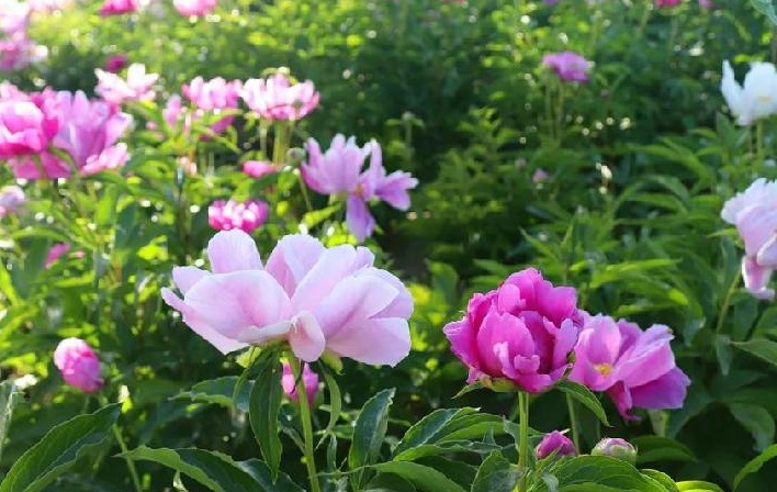 芍藥花1.jpg