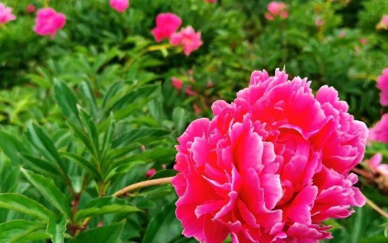 芍藥花3.jpg