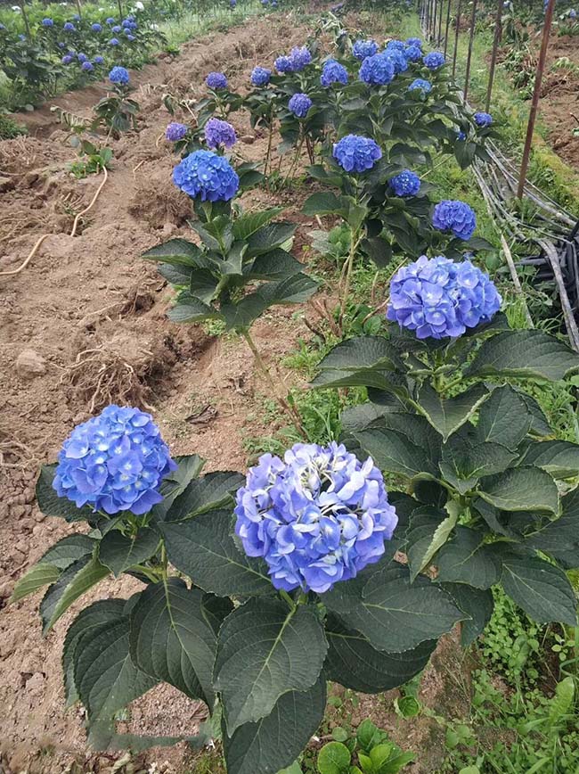 八仙花