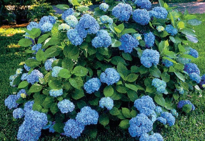 繡球花1.jpg