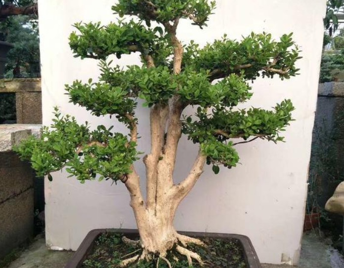 黃楊1.jpg