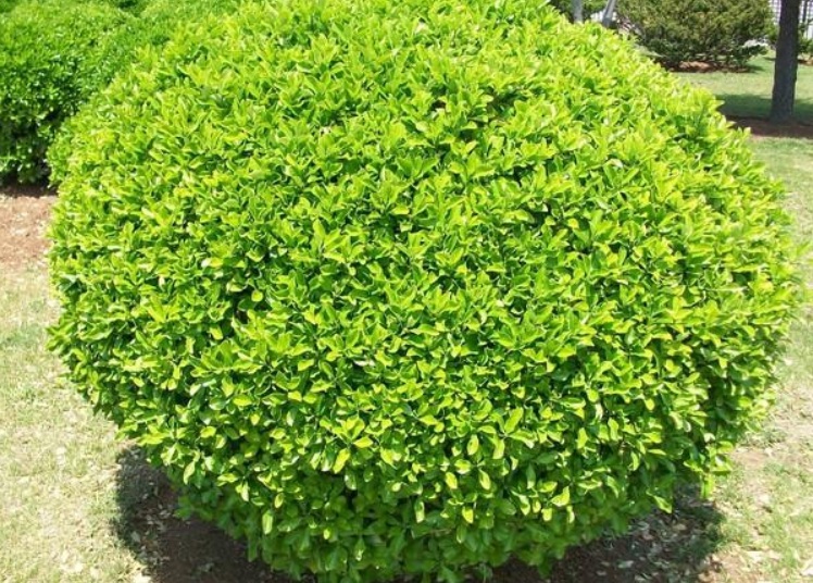 黃楊3.jpg
