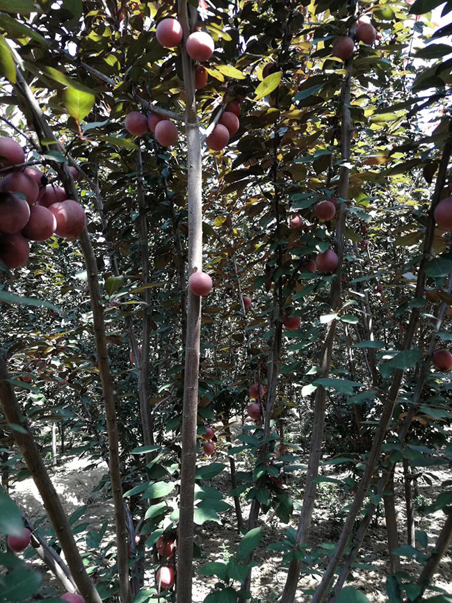 紅葉李