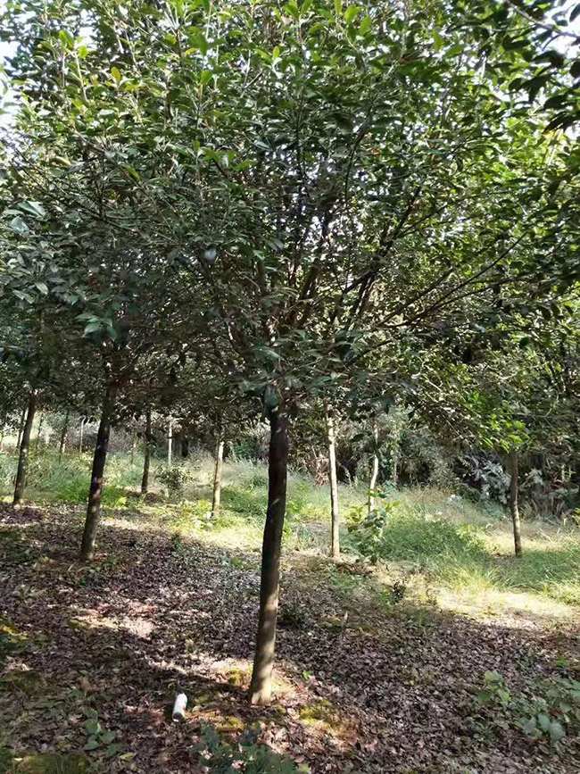 紅葉石楠樹(shù)