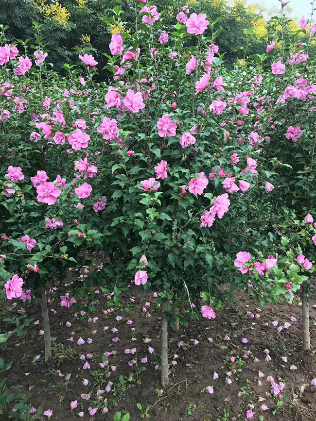 木槿花