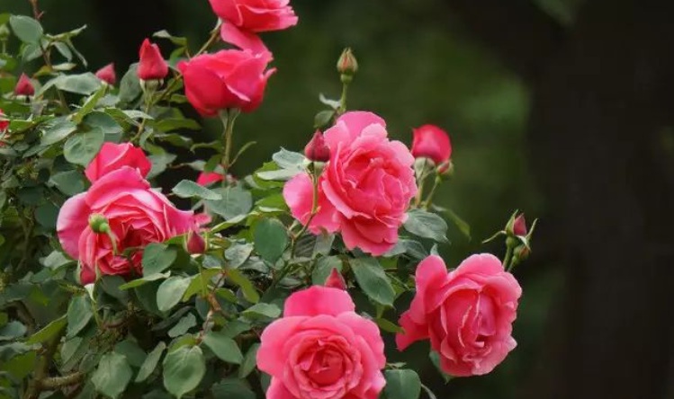 月季花2.jpg