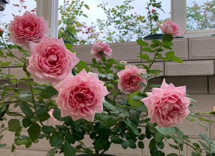 月季花3.jpg