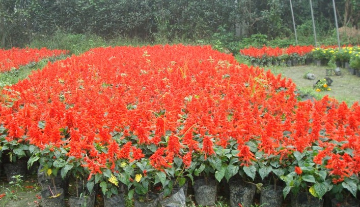一串紅3.jpg