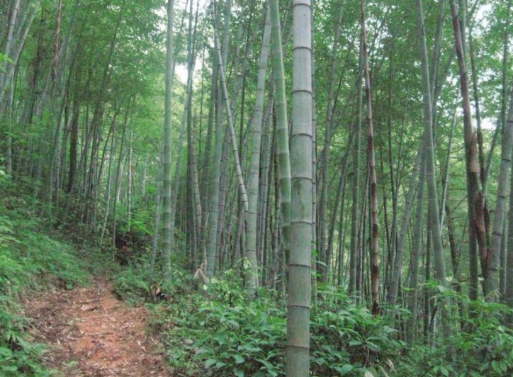 毛竹1.jpg