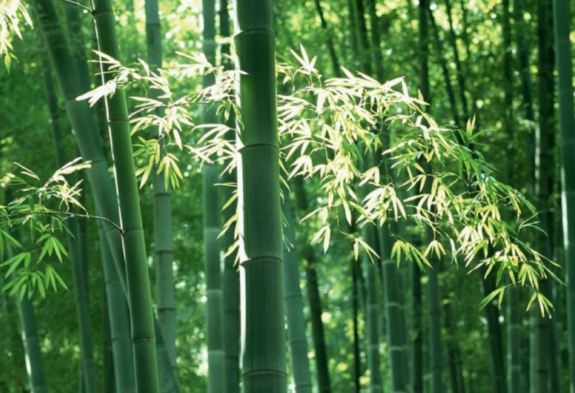 毛竹2.jpg